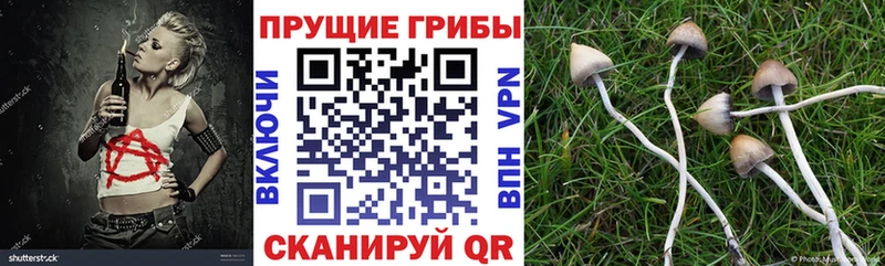 Купить где  Шахунья  Галлюциногенные грибы MAGIC MUSHROOMS 